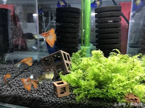 魚怎麼養